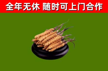 夏邑回收散虫草