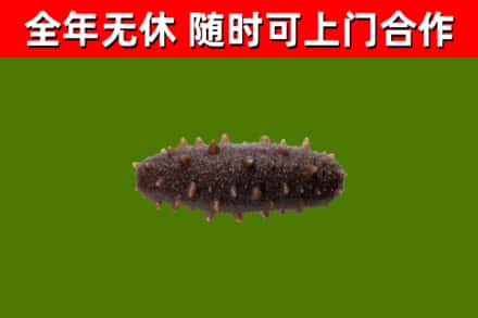 夏邑回收海参干